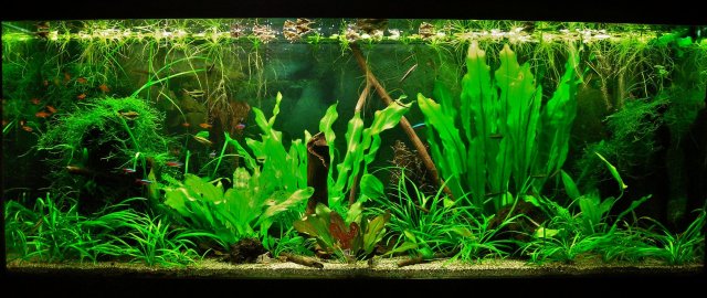70g June 18-14.JPG