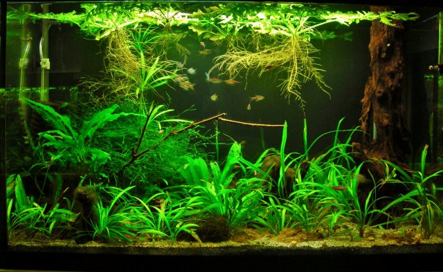 29g July 18-12.JPG