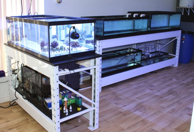 shop-coral-tanks1.jpg shop-coral-tanks1.jpg