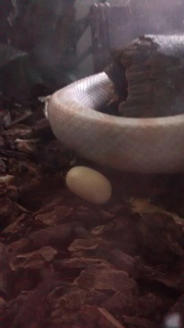 Snake Egg.jpg