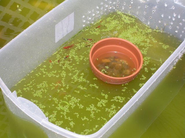 Pool 6-14.JPG