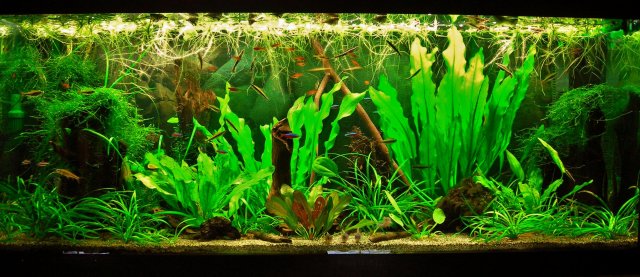 70g June 30-14.JPG