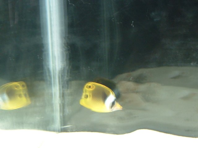 fish pics 002.jpg