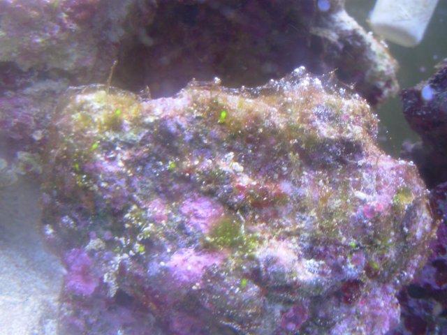 algae 2.jpg algae 2.jpg