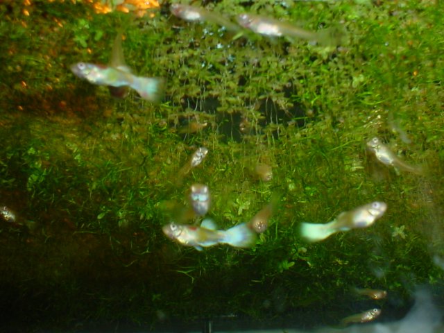 albino guppies 006.jpg