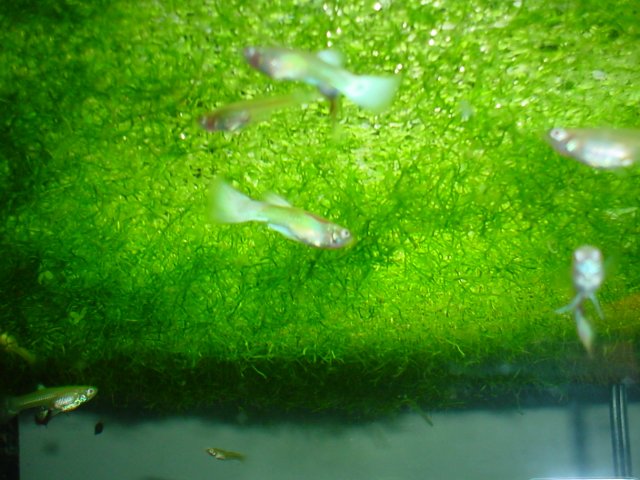 albino guppies 010.jpg