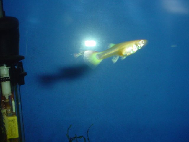 albino guppies 012.jpg