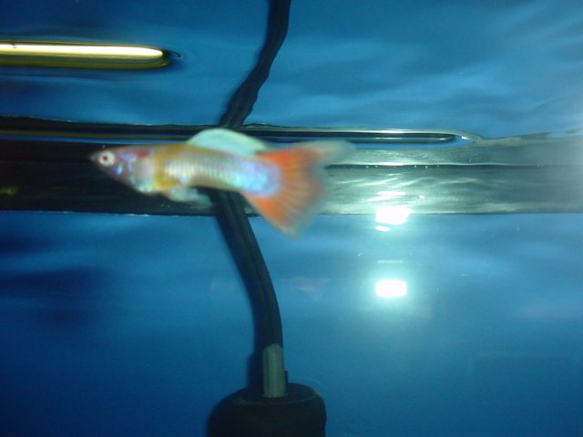 albino guppies 014.jpg albino guppies 014.jpg
