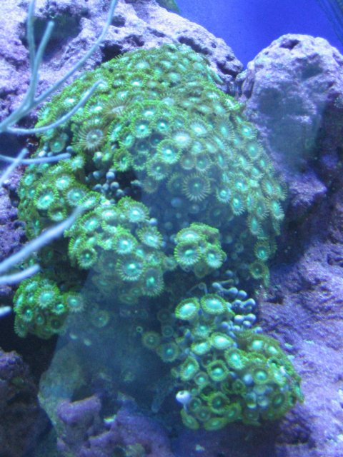 31 May green polyps.JPG