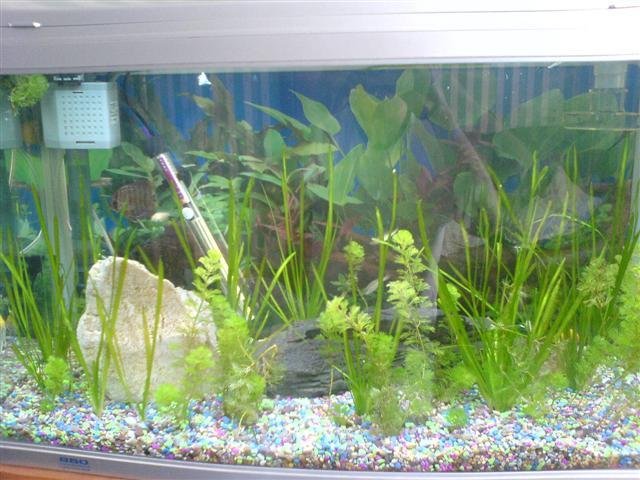 DSC00117 (Small) (Small).JPG