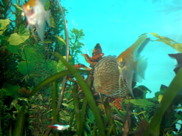 angel 004 (Small).jpg