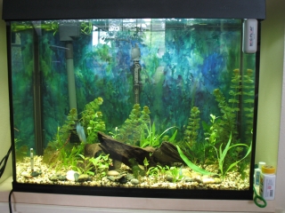 Anty Pam's Tank.jpg