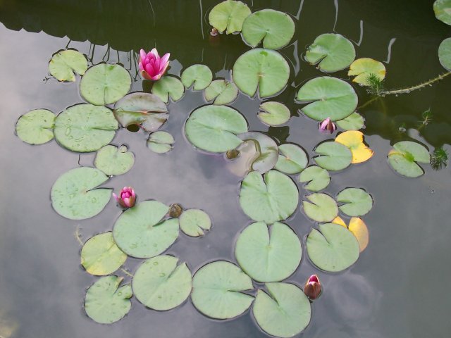 100_2444.JPG