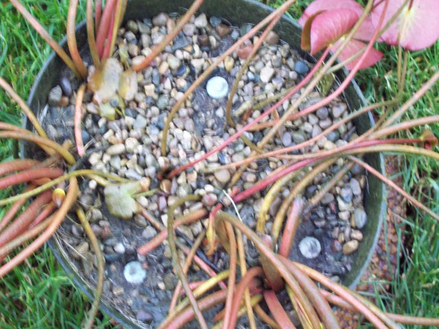100_2459.JPG