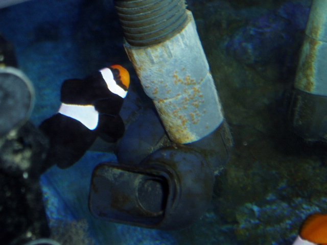 craigs gangstas 553.jpg