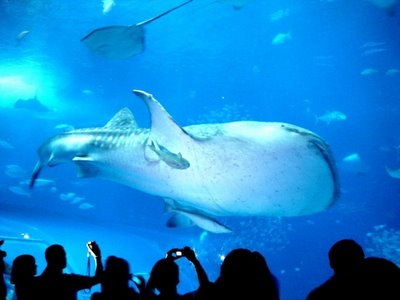 okinawa_churaumi_aquarium_06_45.jpg