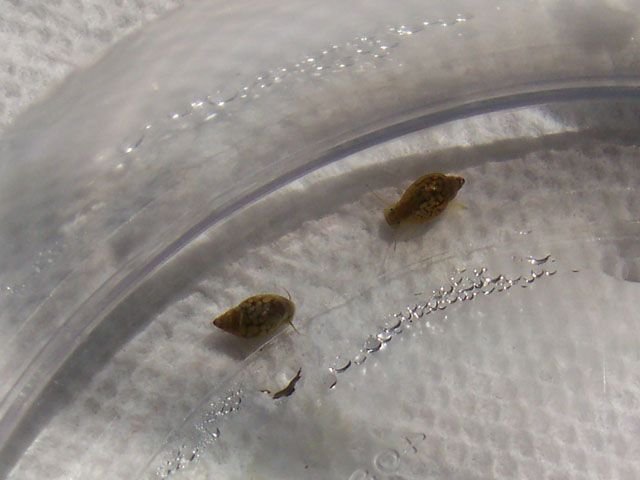 pond-snail.jpg