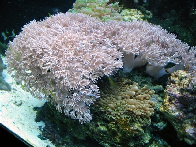 xenia-richordia (Small).jpg xenia-richordia (Small).jpg