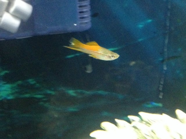 ImageUploadedByMonsterAquariaNetwork1407088533.563515.jpg ImageUploadedByMonsterAquariaNetwork1407088533.563515.jpg