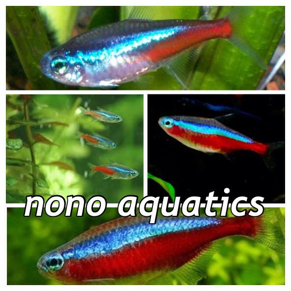 tetra.jpg