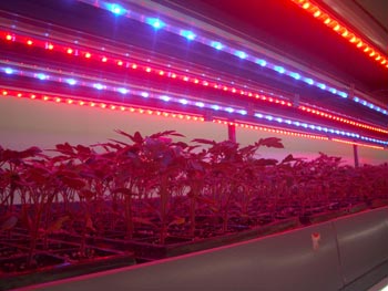 strip-grow-light.jpg