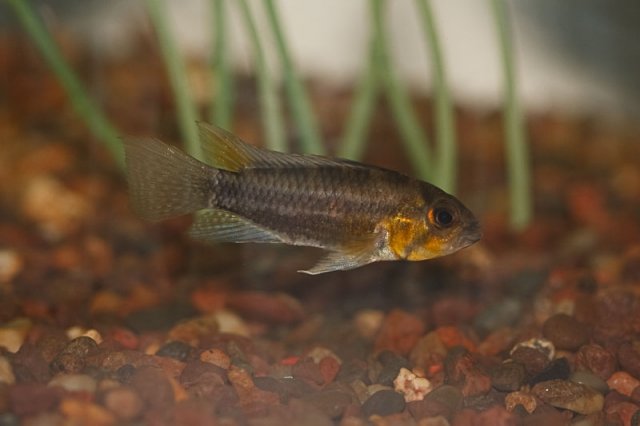 Apistogramma cacatuoides-1.jpg