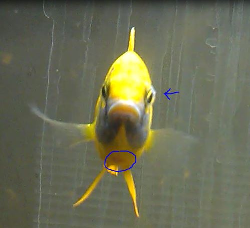 SunshinePeacockSick01.JPG