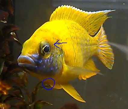 SunshinePeacockSick02.JPG