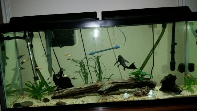 FISH TANK.JPG