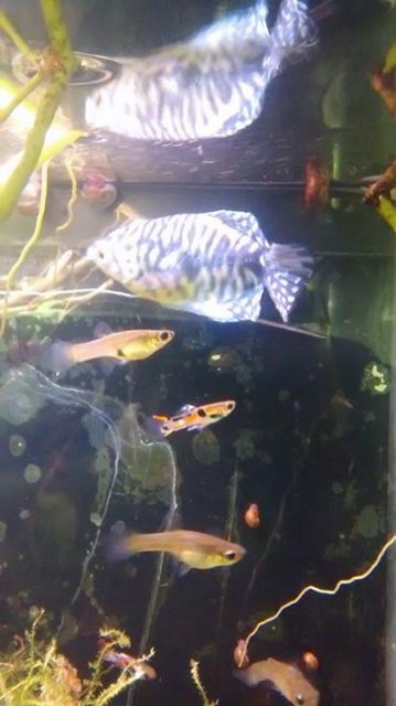 gourami.jpg