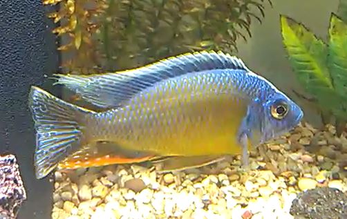 my taiwan reef cichlid