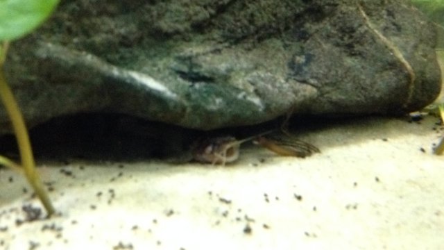 bumble bee catfish right for me aquariacentral com