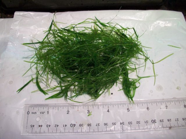 Guppy grass.JPG