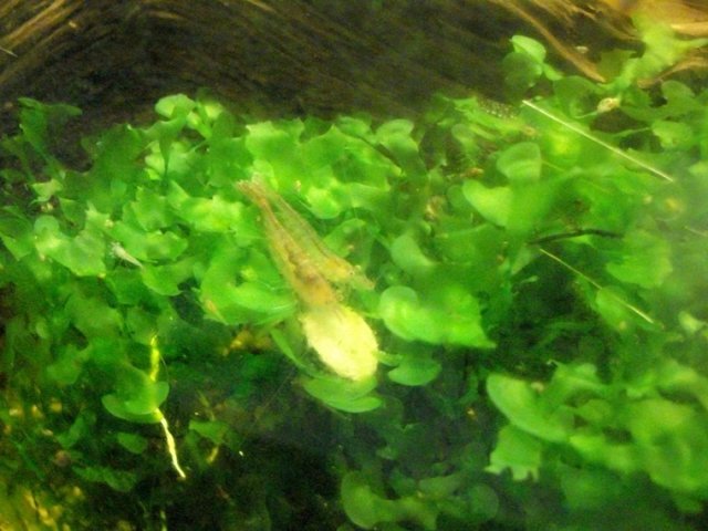 Malawa shrimp.JPG