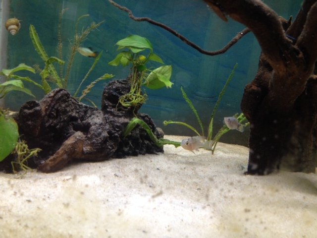 fish2.jpg