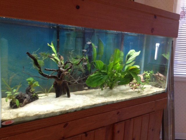 fish1.jpg