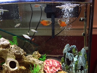 Gouramis.JPG Gouramis.JPG