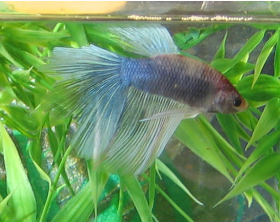 Male betta.PNG