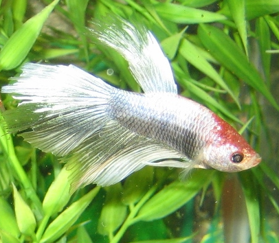 Male marble betta 2-15-15.PNG