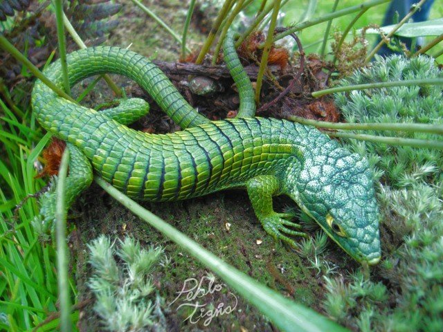 abronia_graminea_by_peblo_tiger-d17ai2o.jpg abronia_graminea_by_peblo_tiger-d17ai2o.jpg
