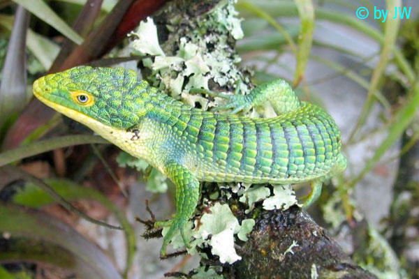 Abronia-graminea-008-m.jpg Abronia-graminea-008-m.jpg