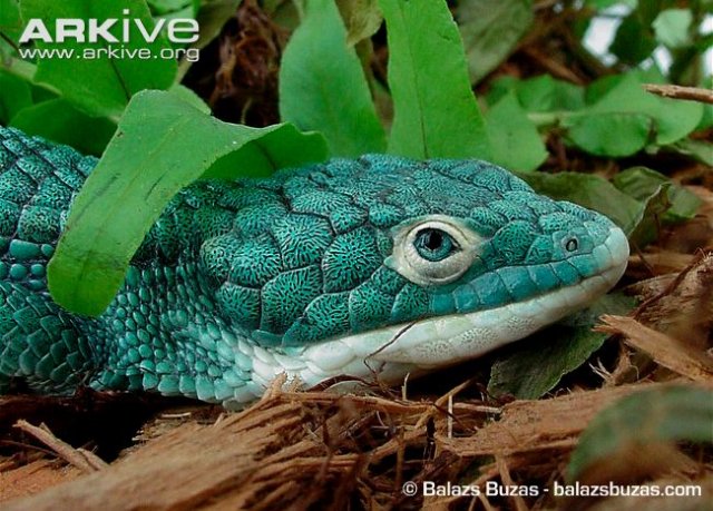 Abronia-graminea-head-detail.jpg Abronia-graminea-head-detail.jpg
