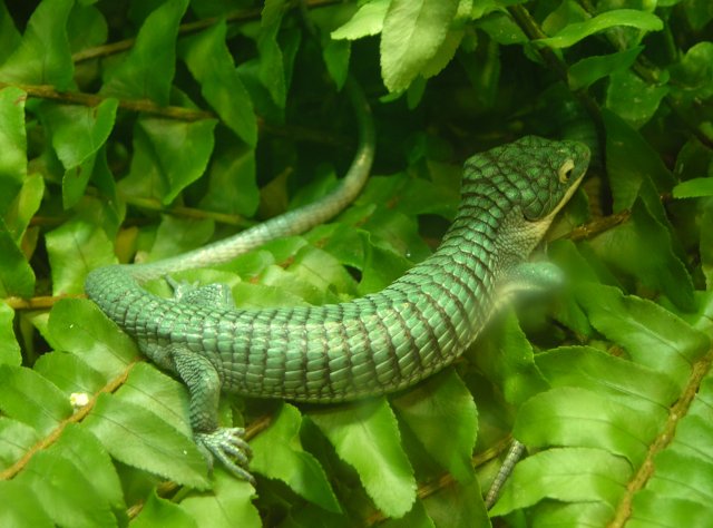 Arboreal_Alligator_Lizard_.jpg