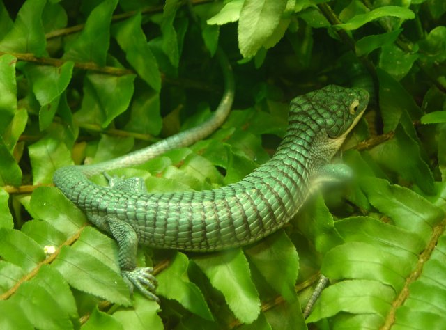 Arboreal_Alligator_Lizard_.jpg Arboreal_Alligator_Lizard_.jpg
