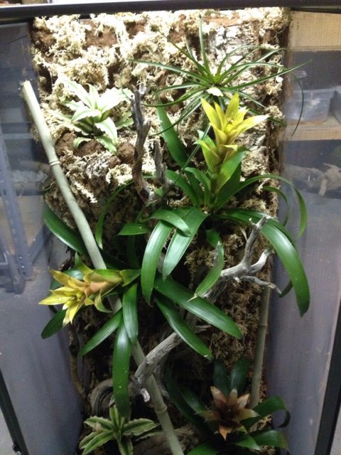 ImageUploadedByMonsterAquariaNetwork1427850248.952238.jpg ImageUploadedByMonsterAquariaNetwork1427850248.952238.jpg