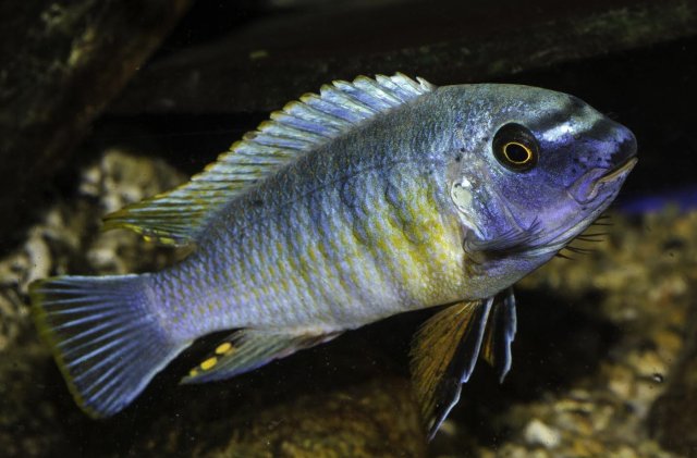 Labeotropheus fuelleborni male Breeding Apr 15.jpg