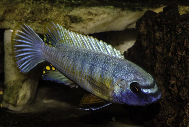 Labeotropheus fuelleborni Breeding Color.jpg