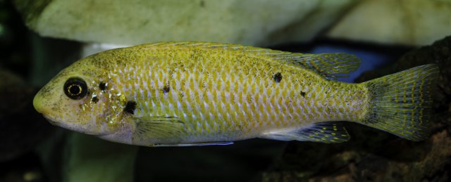 labeotropheus trewavasae female.jpg