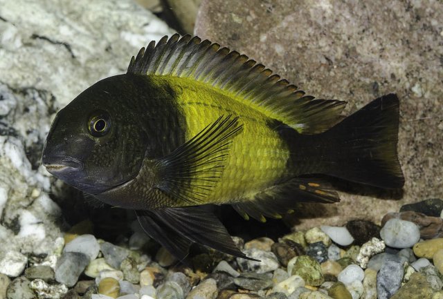 Tropheus Moorii_Ikola 2.jpg