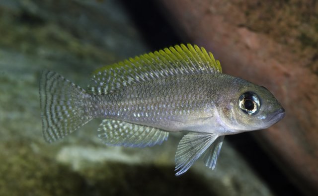 Neolamprologus caudopunctatus female.jpg